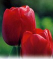 /album/galerie-de-photos-plantes-bouquet-coupe/tulipe-triomphe-red-power-jpg/